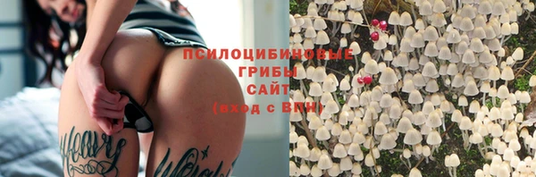 сатива Магас